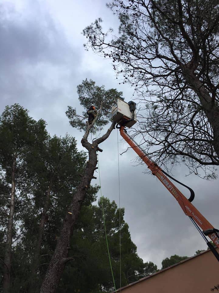 Travaux d'élagage d'arbre - Pendant - La Main Verte