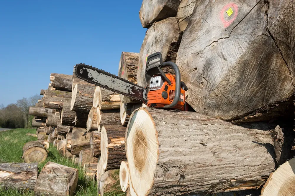 Abattage à Cessenon-sur-Orb